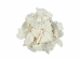 African Abalone Pieces: 50 mm: Bleached White (kg) - 220-TP-50-BW (Y3E)