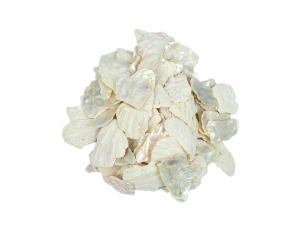 African Abalone Pieces: 50 mm: Bleached White (kg) 