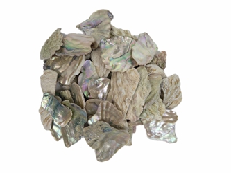 African Abalone Pieces: 50 mm: Natural Color (kg) 
