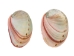 Mexican Red Abalone Shell: 2" to 3" - 221-23R (Y3LRI)