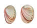 Mexican Red Abalone Shell: 2" to 3" - 221-23R (Y3L)