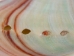 Mexican Red Abalone Shell: 2" to 3" - 221-23R (Y3LRI)