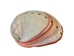 Mexican Red Abalone Shell: 2" to 3" - 221-23R (Y3L)