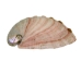 Mexican Red Abalone Shell: 3" to 4" - 221-34R (Y3MRB)(Y3MXX)