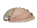 Mexican Red Abalone Shell: 3" to 4" - 221-34R (Y3L)(Y3M)