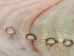 Mexican Red Abalone Shell: 3" to 4" - 221-34R (Y3MRB)(Y3MXX)