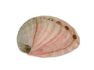 Mexican Red Abalone Shell: 3" to 4" 