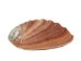 Mexican Red Abalone Shell: 4" to 5" - 221-45R (Y3DRE)