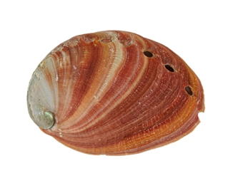 Mexican Red Abalone Shell: 4" to 5" 