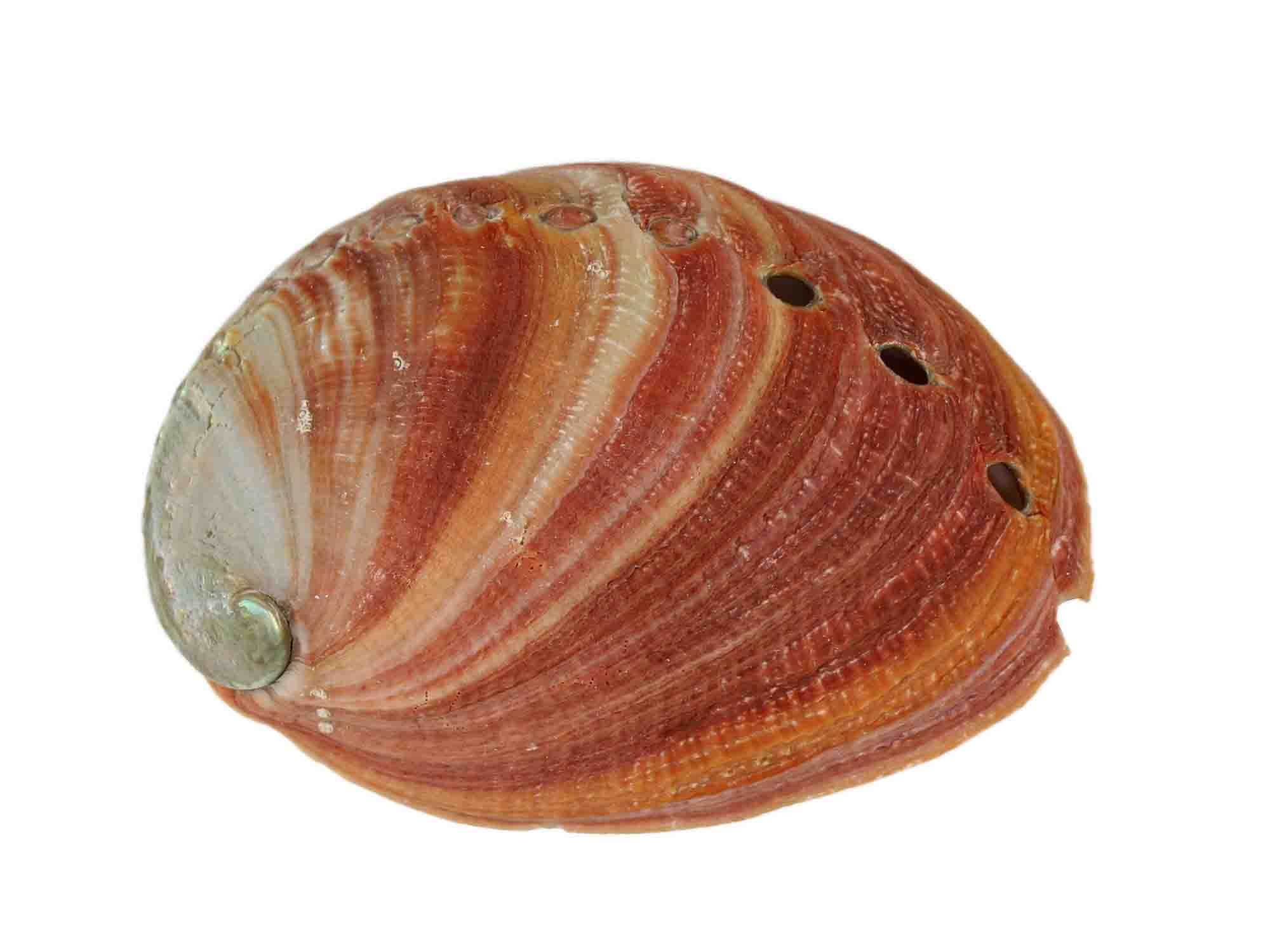 Red Abalone Shell