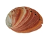 Mexican Red Abalone Shell: 4" to 5" - 221-45R (Y3D)