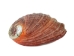 Mexican Red Abalone Shell: 5" to 6" - 221-56R (Y1XC22)