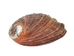 Mexican Red Abalone Shell: 5" to 6" - 221-56R (Y1X)