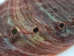 Mexican Red Abalone Shell: 5" to 6" - 221-56R (Y1XC22)