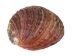 Mexican Red Abalone Shell: 5" to 6" - 221-56R (Y1XC22)