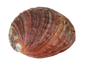 Mexican Red Abalone Shell: 5" to 6" 