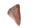 Mexican Red Abalone Shell Pieces: Highly Polished: Assorted Sizes (50 g bag) - 221-RTPHPNA-50G (Y1HC01)