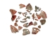 Mexican Red Abalone Shell Pieces: Highly Polished: Assorted Sizes (50 g bag) - 221-RTPHPNA-50G (Y1HC01)