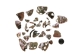Mexican Red Abalone Shell Pieces: Highly Polished: Assorted Sizes (50 g bag) - 221-RTPHPNA-50G (Y1HC01)