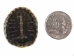 Red Ear Hatchling Turtle  Shell: 0.75" to 1.25" - 227-0101 (Y2JC06)