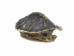 Red Ear Hatchling Turtle  Shell: 0.75" to 1.25" - 227-0101 (Y2JC06)