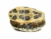 Red Ear Hatchling Turtle  Shell: 0.75" to 1.25" - 227-0101 (Y2JC06)