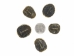 Red Ear Hatchling Turtle  Shell: 0.75" to 1.25" - 227-0101 (Y2JC06)