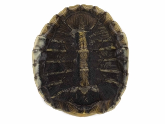 Red Ear Hatchling Turtle  Shell: 0.75" to 1.25" 