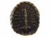 Red Ear Hatchling Turtle  Shell: 0.75" to 1.25" - 227-0101 (Y2JC06)