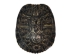 Red Ear Turtle Shell: 5" to 6" - 227-0506 (Y3KRU)