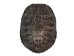 Red Ear Turtle Shell: 8" to 9" - 227-0809 (Y3K)