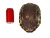 Red Ear Turtle Shell: 9" to 10" - 227-0910 (Y3K)