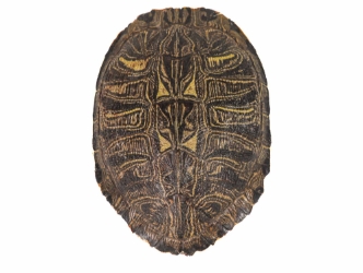 Red Ear Turtle Shell: 9" to 10" 