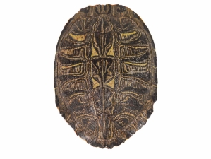Red Ear Turtle Shell: 9" to 10" 