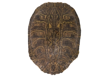 Red Ear Turtle Shell: 10" to 11" 