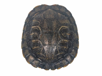 Red Ear Turtle Shell 3" to 4" 