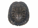 Red Ear Turtle Shell 3" to 4" - 227GS-0304 (Y3KR-A3)