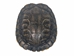 Red Ear Turtle Shell 3" to 4" - 227GS-0304 (Y2N)