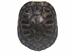 Red Ear Turtle Shell 4" to 5" - 227GS-0405 (10UBS)