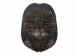 Red Ear Turtle Shell 5" to 6" - 227GS-0506 (Y3K)