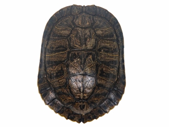 Red Ear Turtle Shell 6" to 7" 
