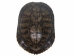 Red Ear Turtle Shell 6" to 7" - 227GS-0607 (Y3LR-A3)