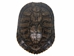 Red Ear Turtle Shell 6" to 7" - 227GS-0607 (Y2N)