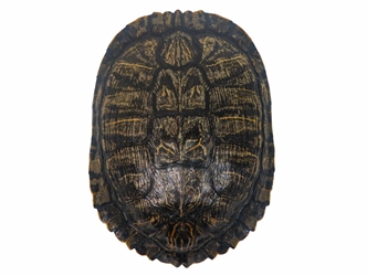Red Ear Turtle Shell 7" to 8" 