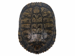 Red Ear Turtle Shell 7" to 8" 