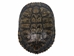 Red Ear Turtle Shell 7" to 8" - 227GS-0708 (Y2N)