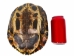 Red Ear Turtle Shell 8" to 9" - 227GS-0809 (Y3KLR-A3)