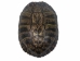 Red Ear Turtle Shell 8" to 9" - 227GS-0809 (Y3KLR-A3)