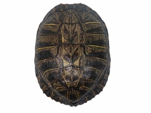 Red Ear Turtle Shell 8" to 9" 