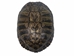 Red Ear Turtle Shell 8" to 9" - 227GS-0809 (Y2N)
